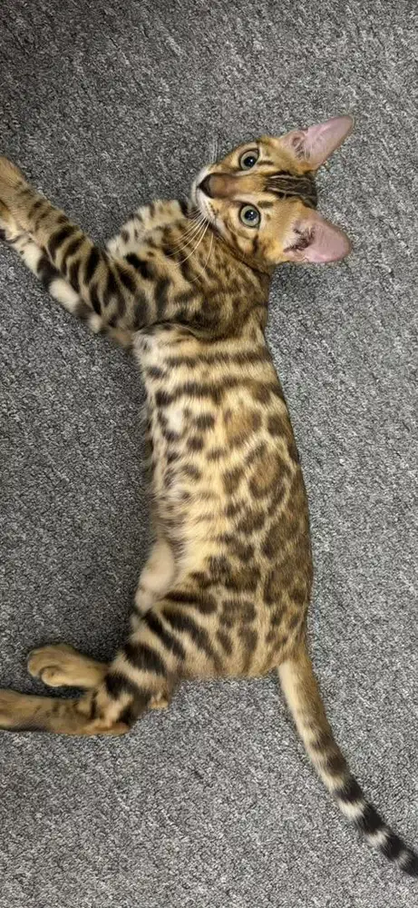 Kucing Beng4L Keturunan Murni 4 Bulan Sisa Jantan bisa Lebih Panjang