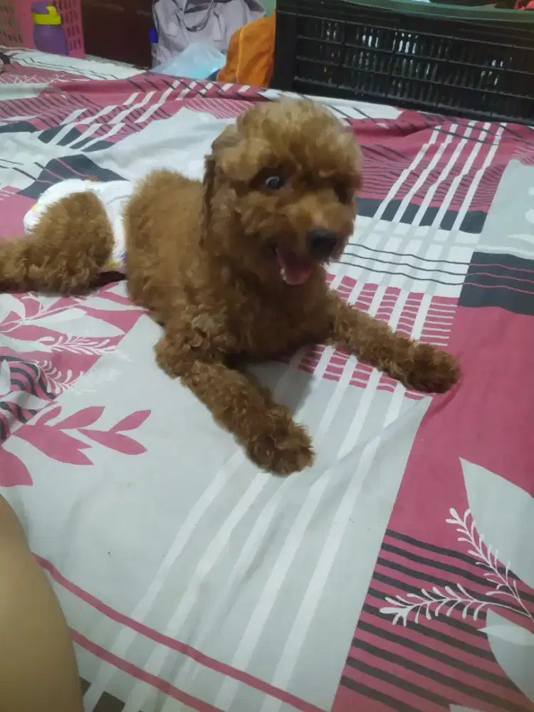 Poodle betina 2,5 th