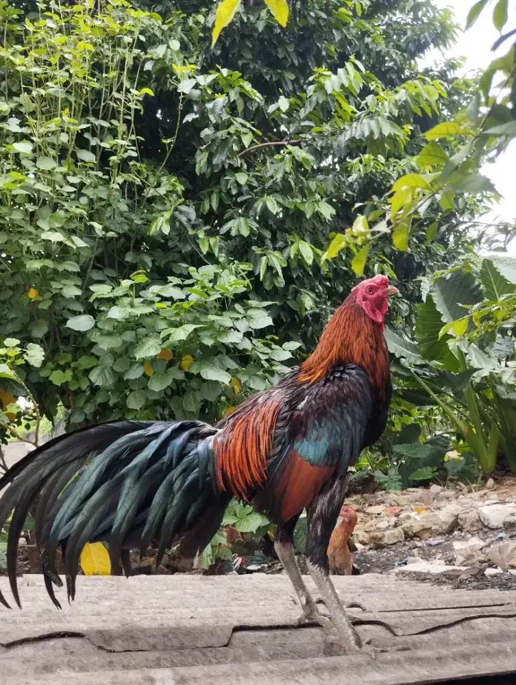 Dijual ayam Bangkok Pama super jalu