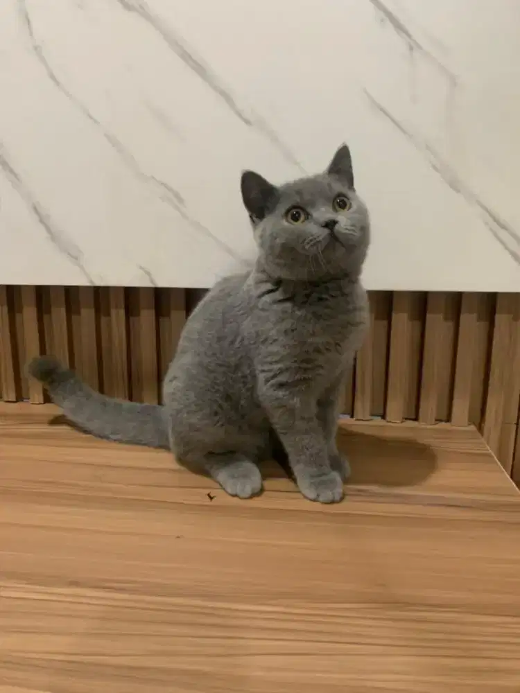 BSH Blue Jantan (male) usia 5 bulan