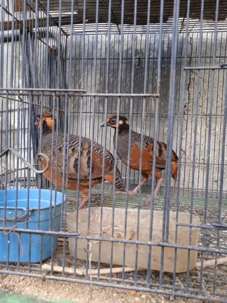 Puyuh gonggong sehat