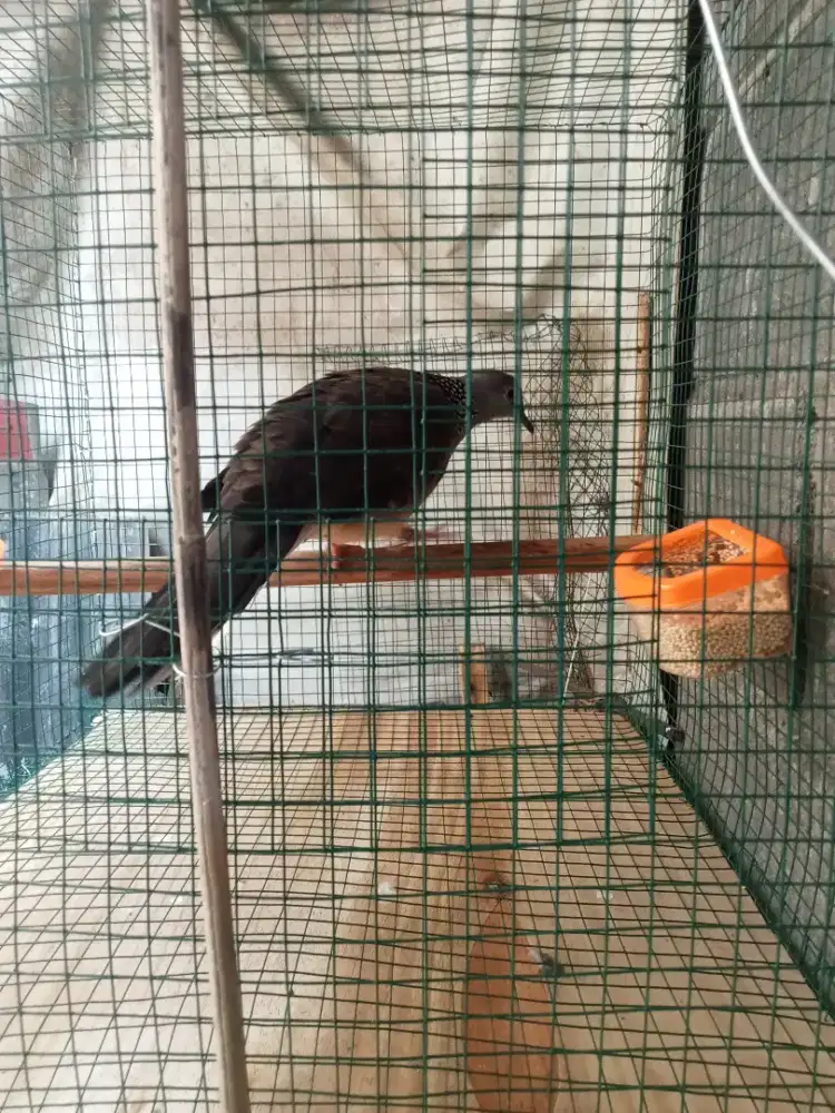 Tekukur cemani kuk 3 paten ules bulu hitam