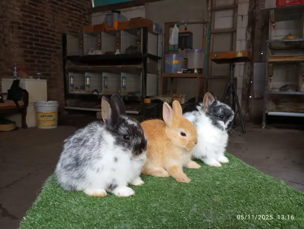 Kelinci hias mini jenis netherland dwarf