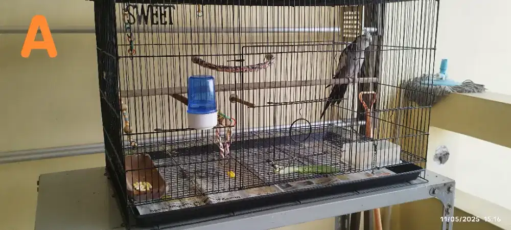 Parkit Australia Falk + kandang + Rak beroda