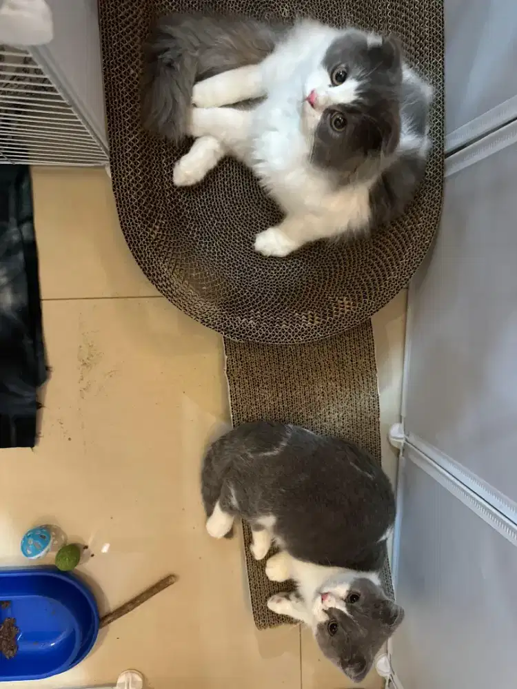 Jual kucing dan kasih free perlengkapan kucing makanan dan vitamin