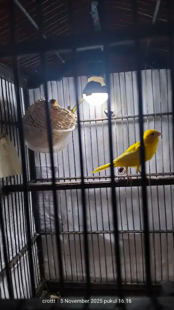 Burung kenari Satu pasang