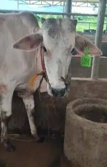 3 ekor sapi jantan 1 tahunan 200kiloan siap ternak piara penggemukan