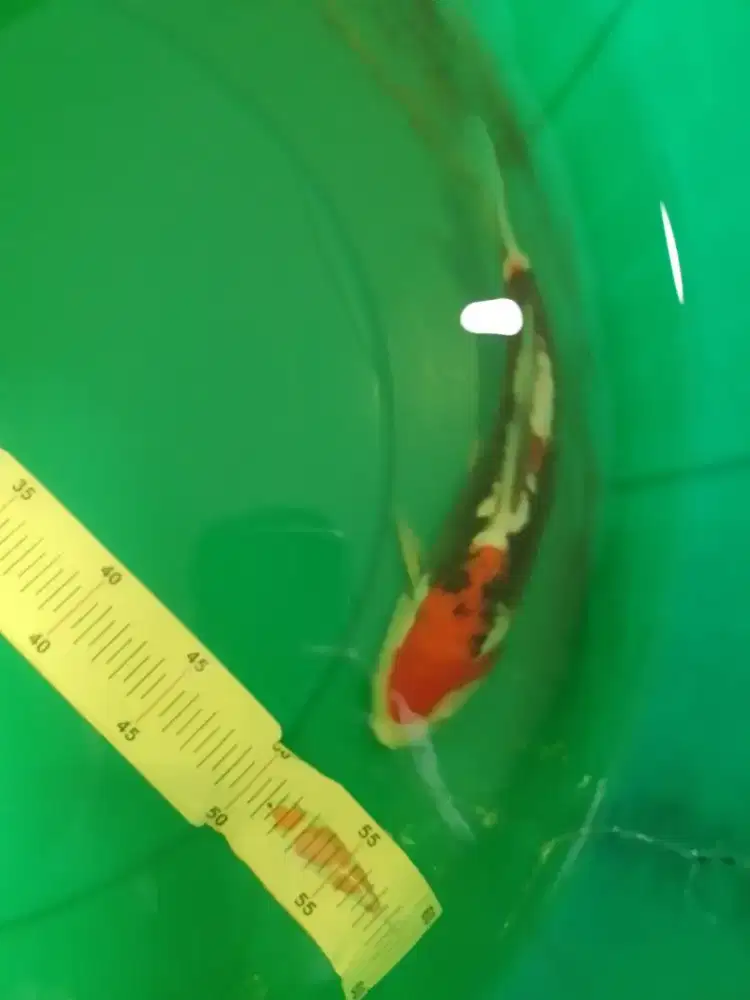 Ikan koi jenis Beni Kumonryu 26cm bagus