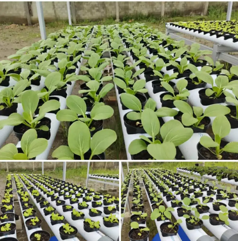 saya cari pekerjaan di bid pertanian