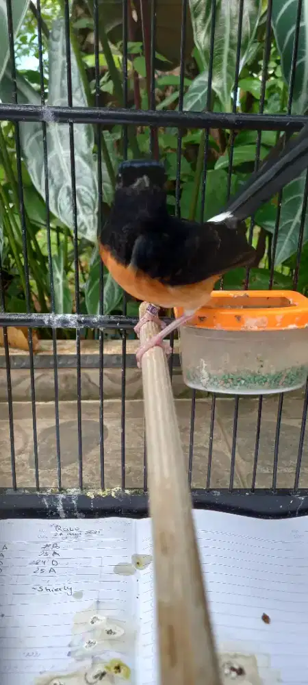 Murai betina trah albino real