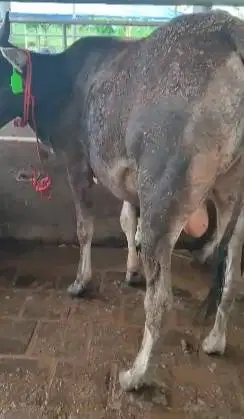 3 ekor sapi jantan 1 tahunan TB 110cmUP 200kiloan siap ternak piara ok