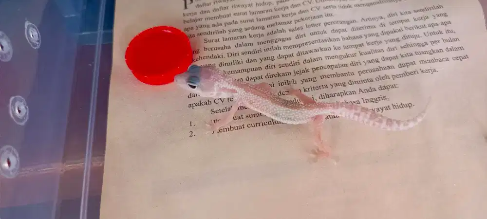 LEOPARD GECKO BLACK NIGHT MP