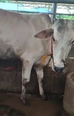 3 ekor sapi jantan 1 tahun TB 110cm 200kiloan siap penggemukan kurban