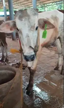 3 ekor sapi jantan 1 tahun TB 110cm 200kiloan siap penggemukan kurban