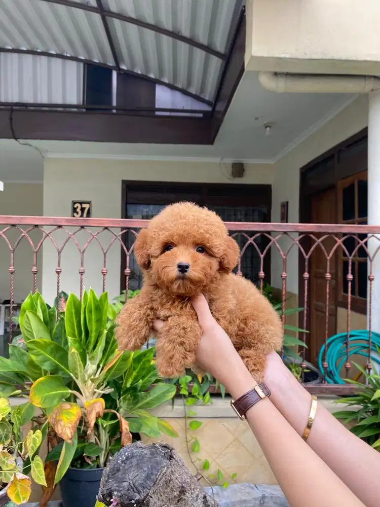 Toy poodle jantan