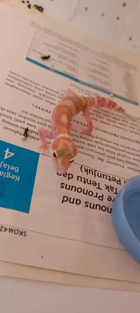 LEOPARD GECKO WHITE N YELLOW RAPTOR