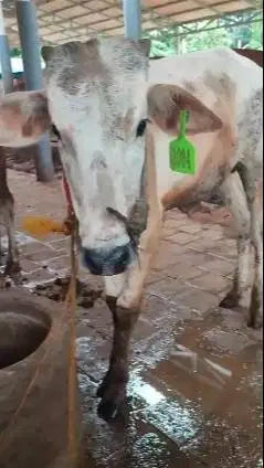 3 ekor sapi jantan 1 tahunan TB 110cm 200kiloan layak penggemukan puas