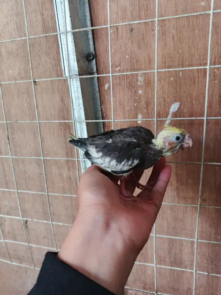 Lolohan parkit Australia