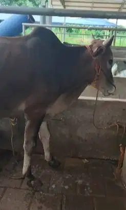 3 ekor sapi jantan 1 tahunan TB 110cm 200kiloan layak penggemukan puas