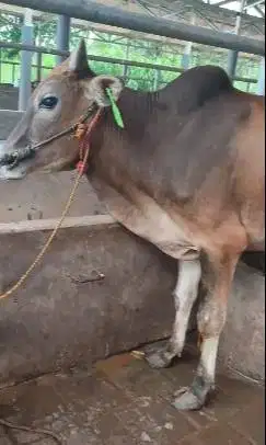 3 ekor sapi jantan 1 tahunan TB 110cm 200kiloan layak penggemukan puas