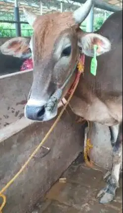 3 ekor sapi jantan 1 tahunan siap ternak penggemukan 200kiloan TB110cm