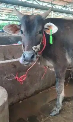 3 ekor sapi jantan 1 tahunan siap ternak penggemukan 200kiloan TB110cm