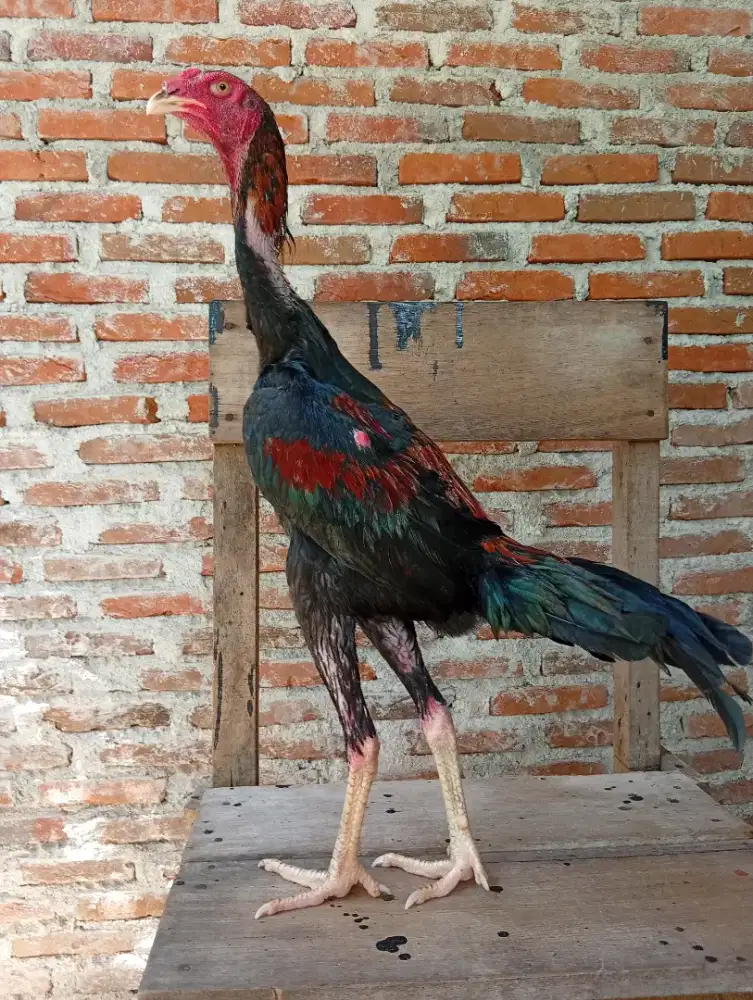 Ayam jantan bk x pkoy