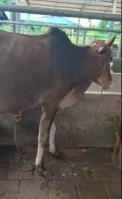 3 ekor sapi hantan 1 tahunan siap ternak penggemukan 200kiloan TB110cm