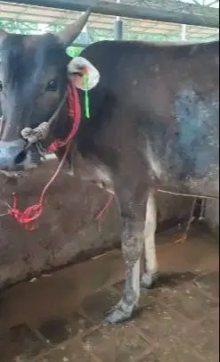 3 ekor sapi jantan TB 110cm 1 tahunan 200kiloan siap ternak piara puas
