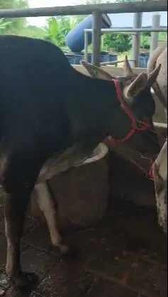 3 ekor sapi jantan 1 tahunan TB 110cm 200kiloan siap ternak piara puas