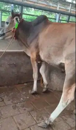 3 ekor sapi jantan 1 tahunan 200kiloan TB 110cmUP siap ternak piara ok