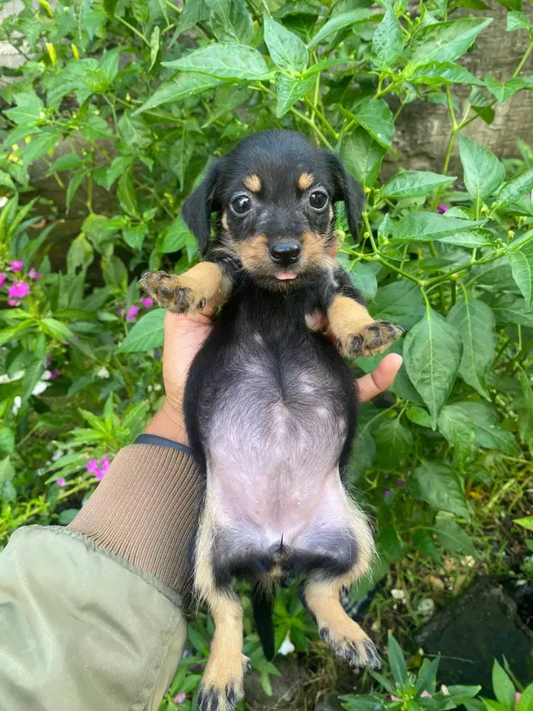 Anak rajin tekel mix shitsu hitam