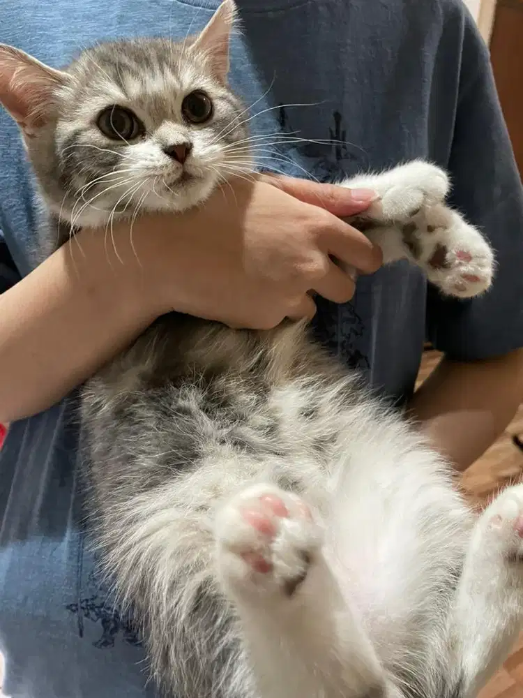 Kucing Scottish Straight Abu Putih Jantan Mix