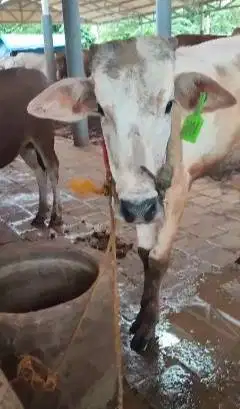 3 ekor sapi jantan 1 tahunan 200kiloan TB 110cm siap penggemukan puas