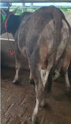 3 ekor sapi jantan 1 tahunan 200kiloan TB 110cm siap penggemukan puas