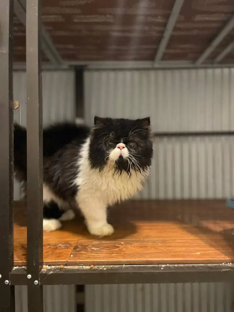 Jual Persia Peaknose Longhair