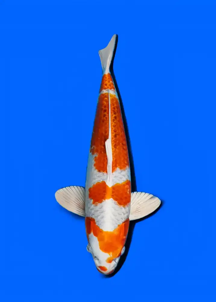 Koi kujaku 43cm