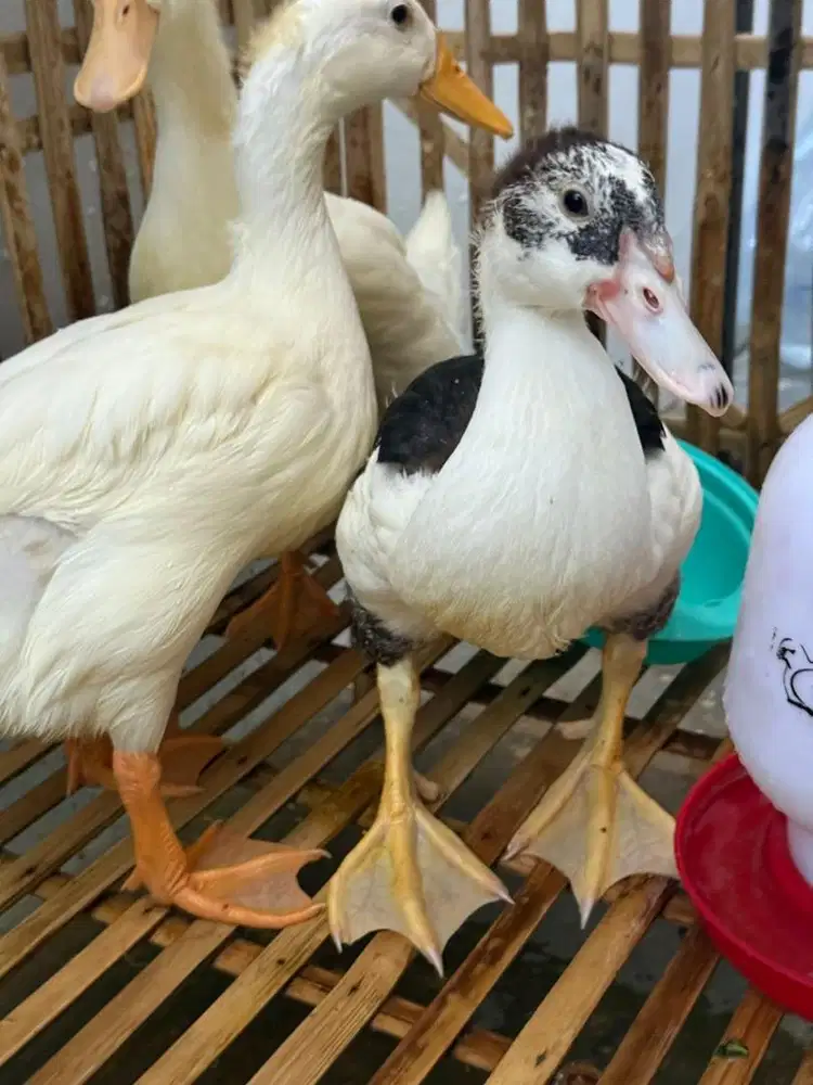 Jual bebek packing hidup