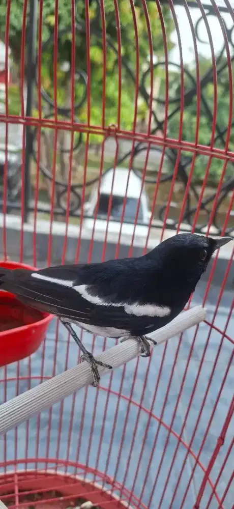 Burung Kacer Gacor & Kandang