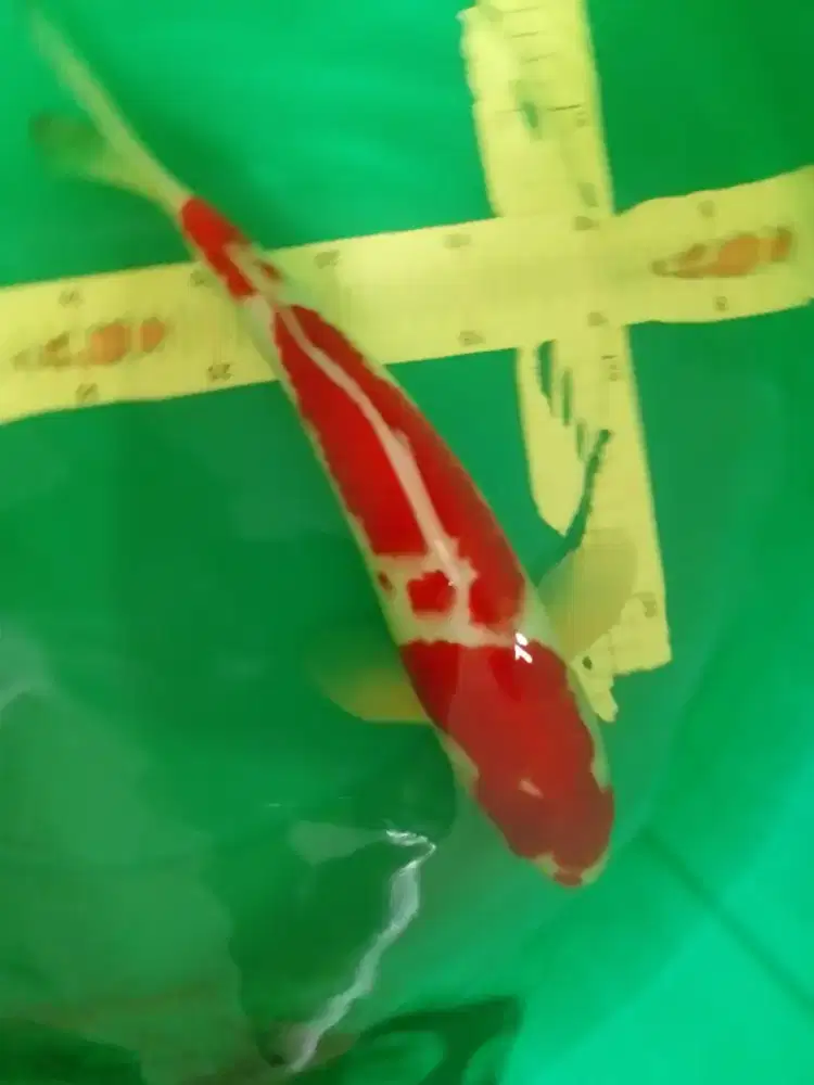 Ikan koi jenis Kohaku 39cm warna merah