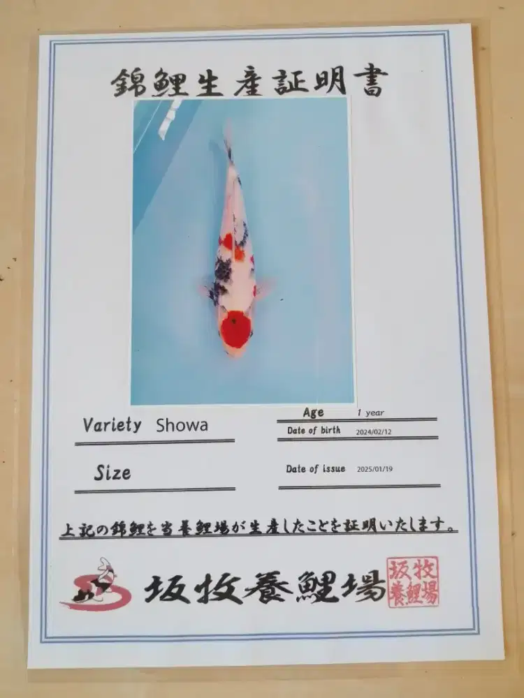Ikan koi jenis Showa Maruten 35cm import sertifikat