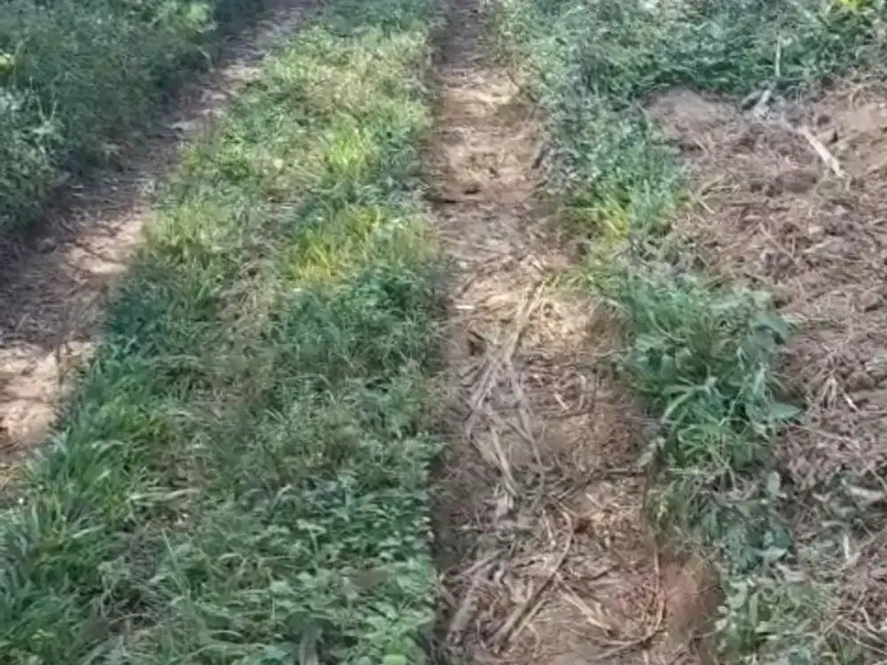 Tanah kebun akses mobil kenongo jabung malang