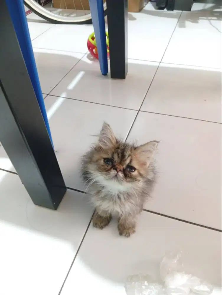 Peaknose Extreme Tabby Long Hair Kitten