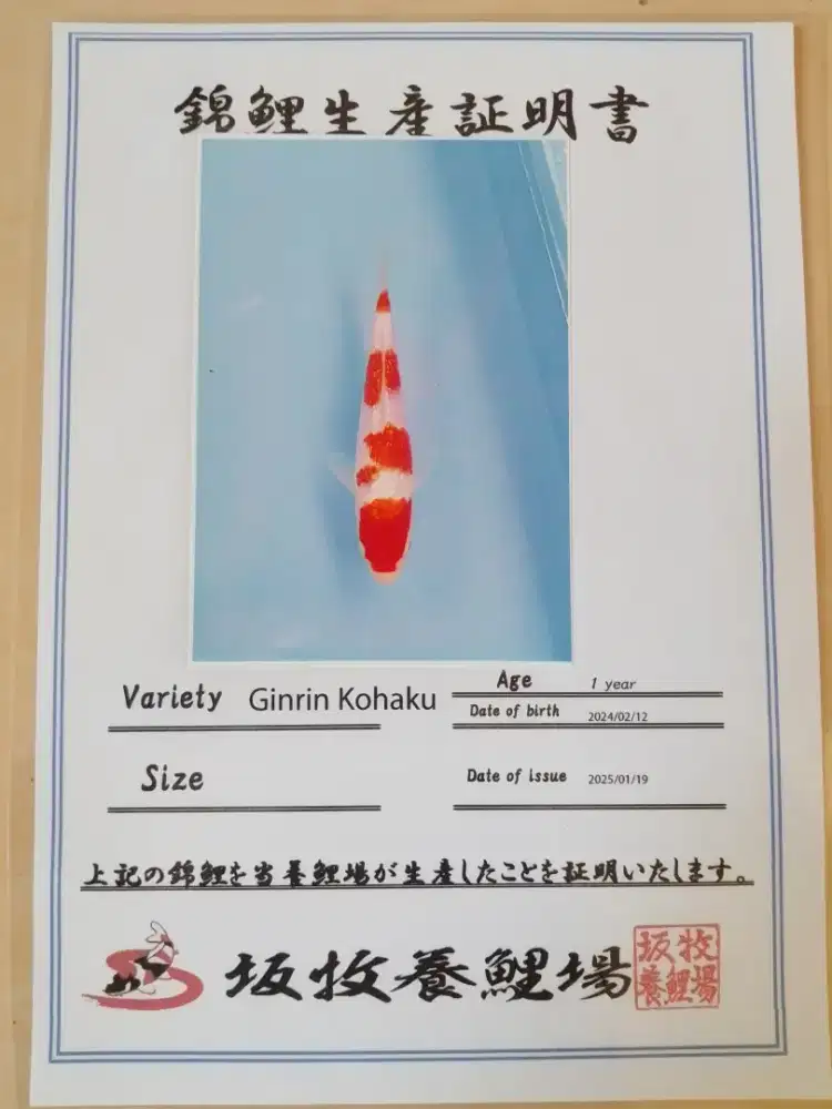 Ikan koi jenis Kohaku Ginrin import 34cm