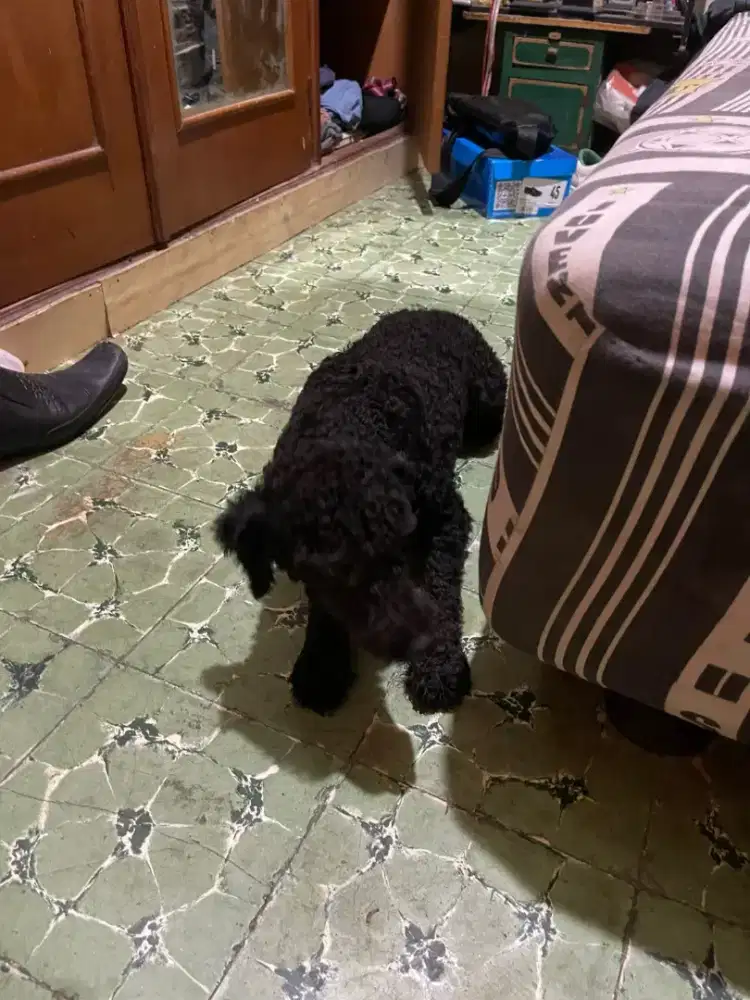 Toy poodle black 2,5 th