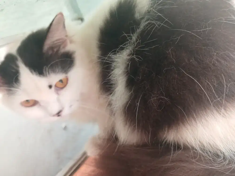 Kucing persia jantan