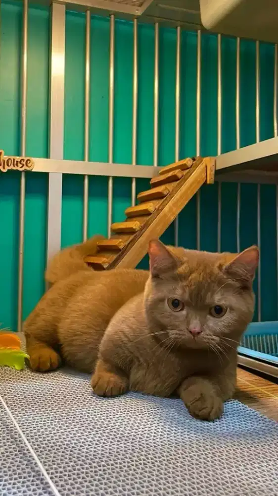 british shorthair x munckhin betina 7 bulan