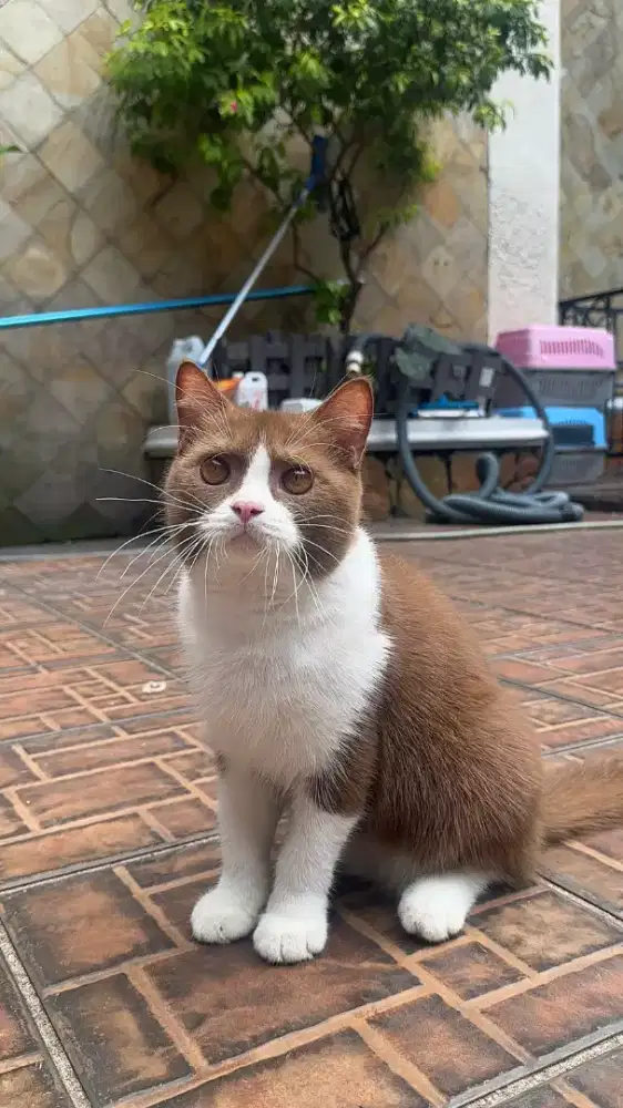 british shorthair cinamonjantan 5 bulan murce aja