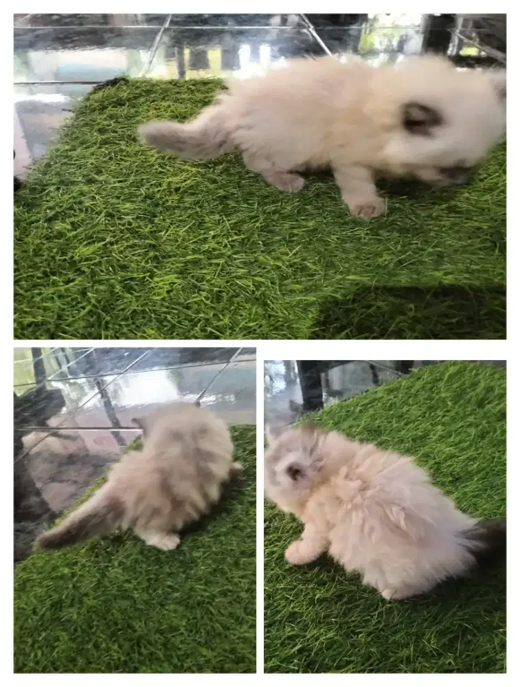 Kucing Ras Persia Pure