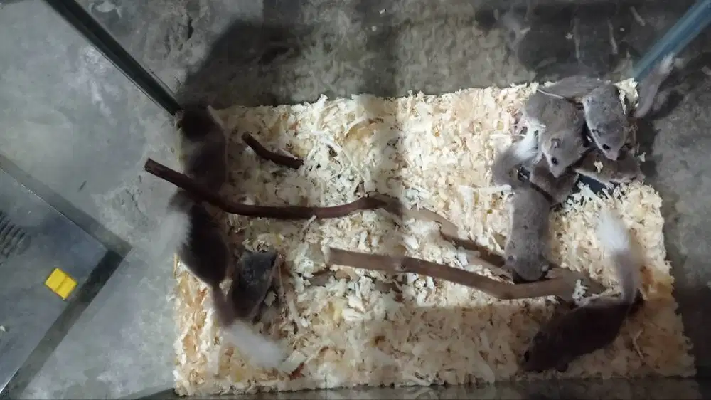 Dormice atau Tupai Mini Afrika